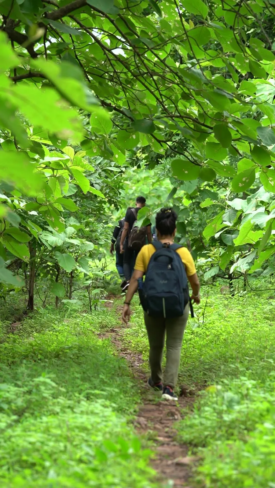 jungle trail · aug